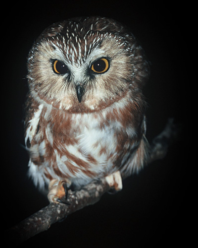 Saw-whet Owl &copy; Russ Chantler
