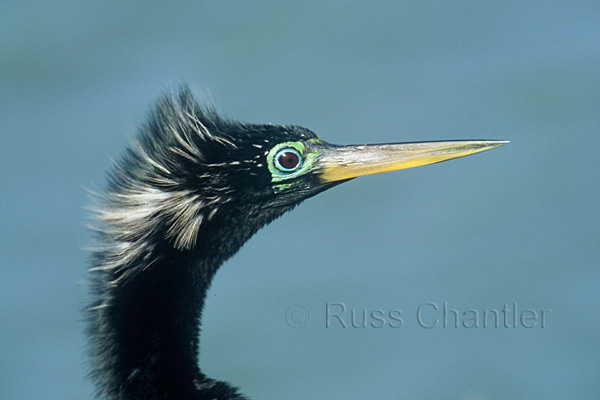 Anhinga © Russ Chantler