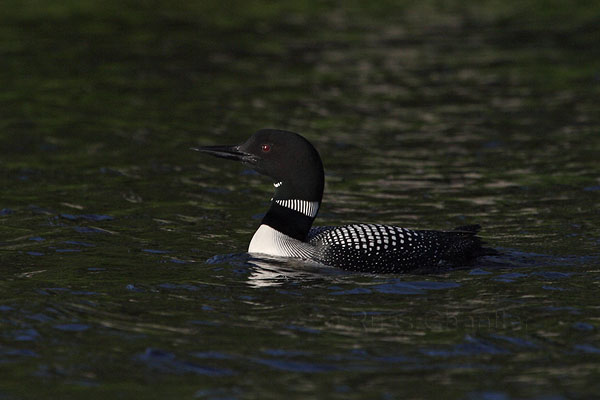 Common Loon © Russ Chantler