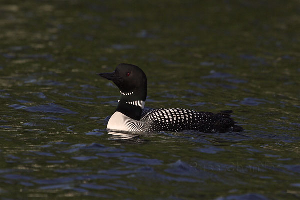 Common Loon © Russ Chantler