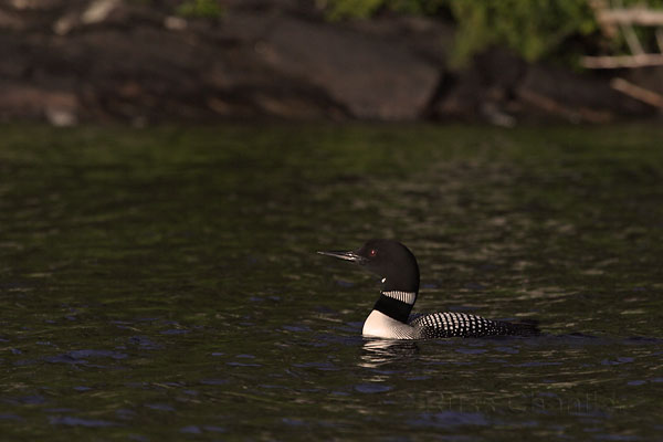 Common Loon © Russ Chantler