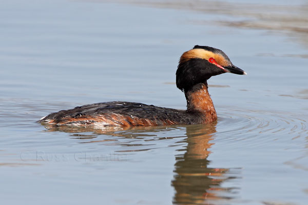 Horned Grebe © Russ Chantler