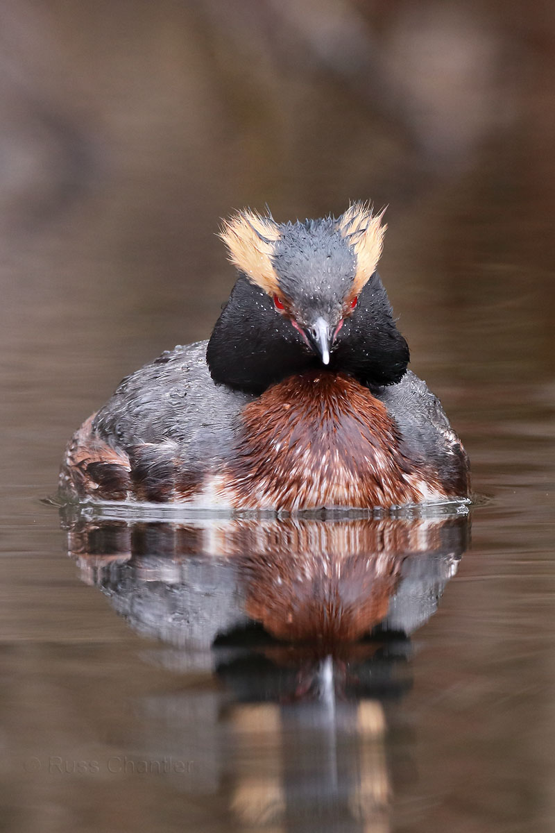 Horned Grebe © Russ Chantler