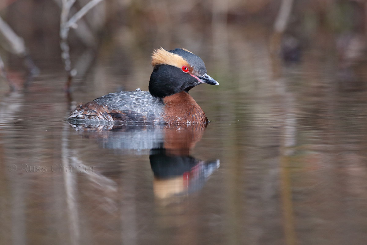 Horned Grebe © Russ Chantler