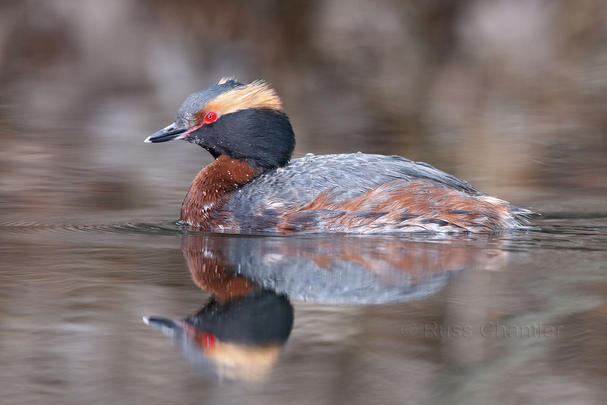 Horned Grebe © Russ Chantler