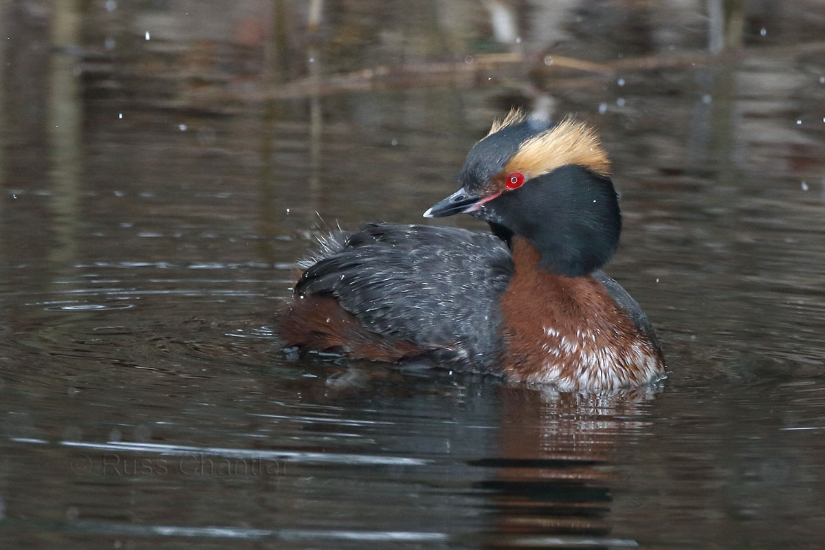 Horned Grebe © Russ Chantler