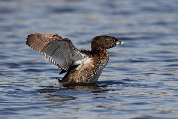 Pied-billed Grebe © Russ Chantler