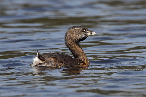 Pied-billed Grebe © Russ Chantler