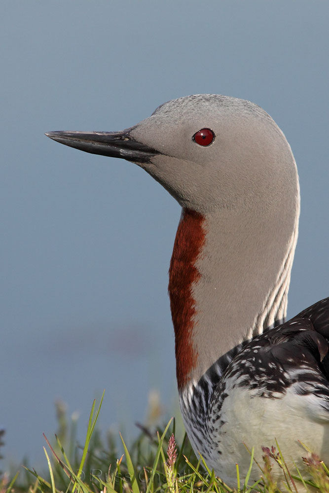 Red-throated Loon © Russ Chantler