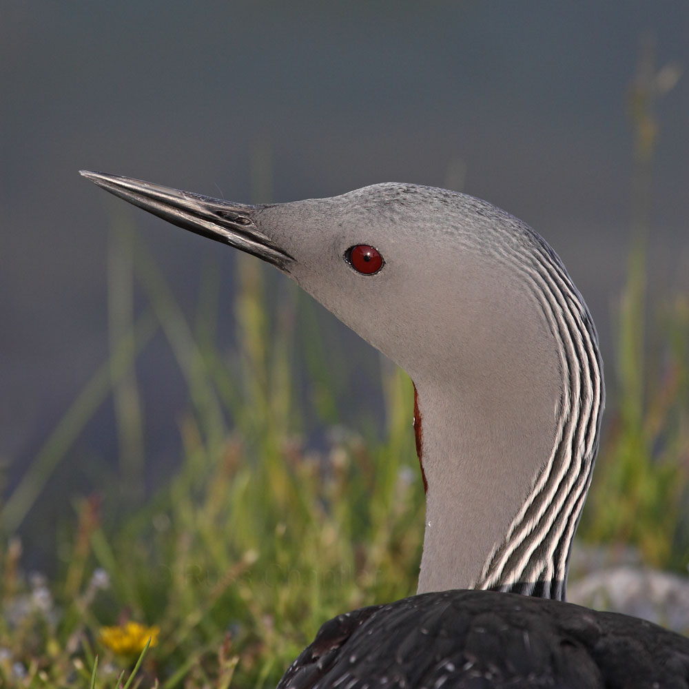 Red-throated Loon © Russ Chantler