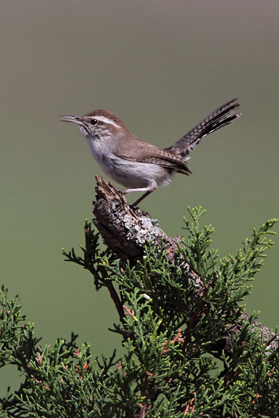 Bewicks Wren © Russ Chantler