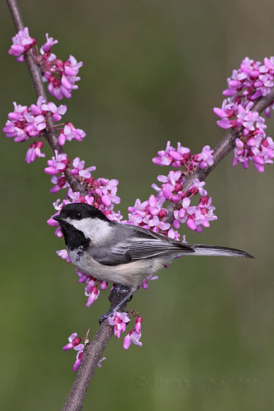 Black-capped Chickadee © Russ Chantler