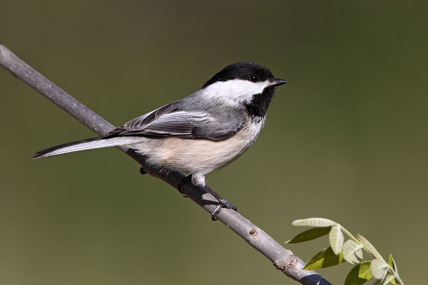 Black-capped Chickadee © Russ Chantler