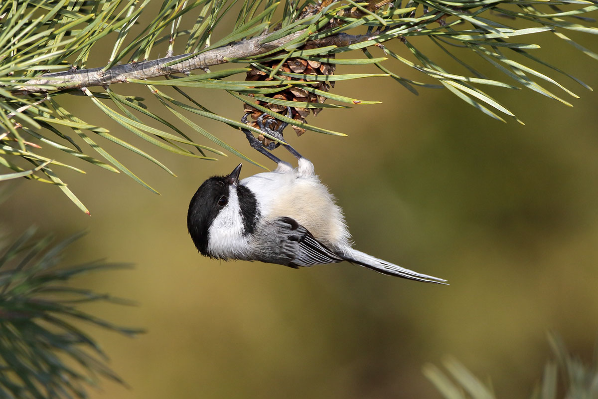 Black-capped Chickadee © Russ Chantler