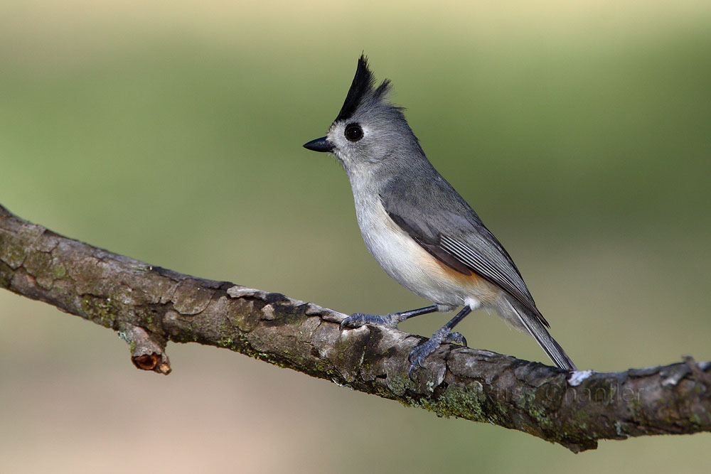 Black-crested Titmouse © Russ Chantler