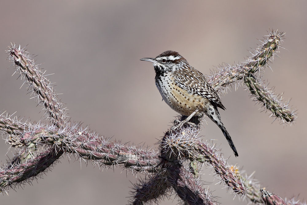 Cactus Wren © Russ Chantler