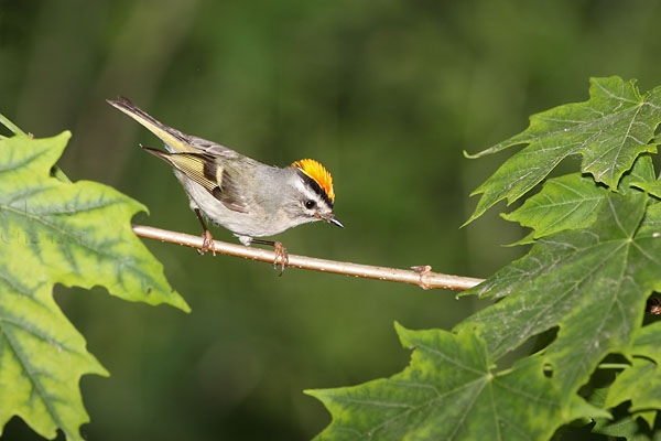 Golden-crowned Kinglet © Russ Chantler