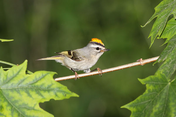 Golden-crowned Kinglet © Russ Chantler