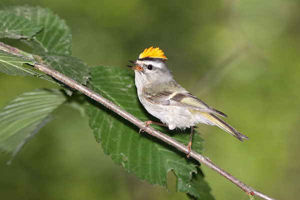 Golden-crowned Kinglet © Russ Chantler