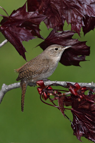 House Wren © Russ Chantler