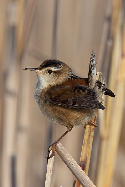 Marsh Wren © Russ Chantler