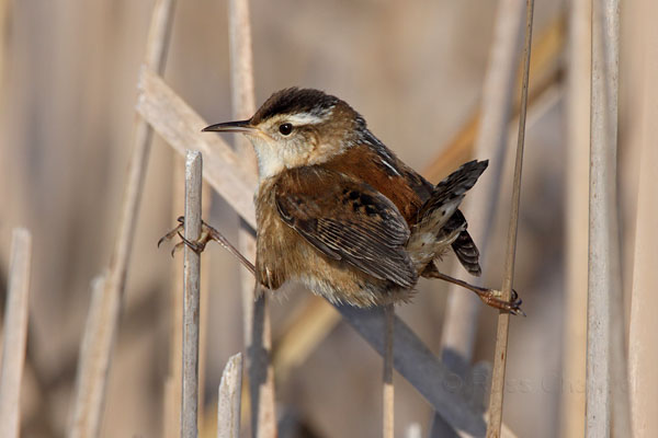 Marsh Wren © Russ Chantler