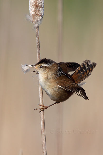 Marsh Wren © Russ Chantler