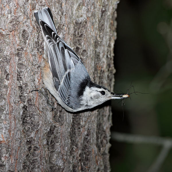 White-breasted Nuthatch © Russ Chantler
