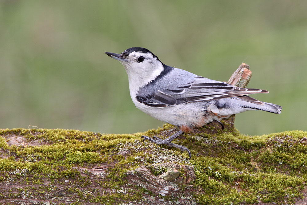 White-breasted Nuthatch © Russ Chantler