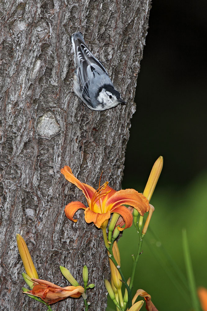 White-breasted Nuthatch © Russ Chantler