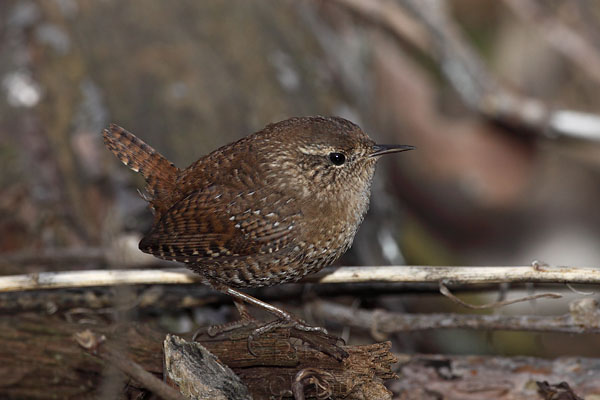 Winter Wren © Russ Chantler