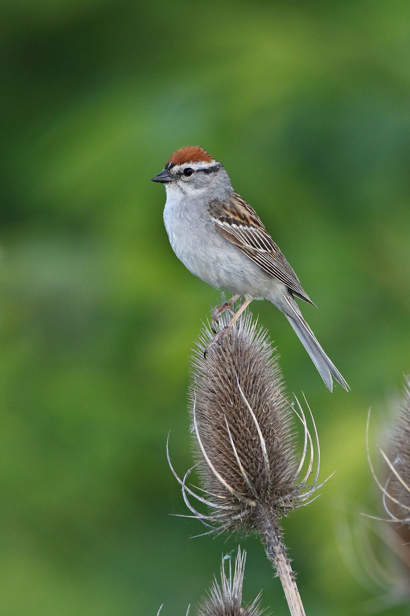 Chipping Sparrow © Russ Chantler