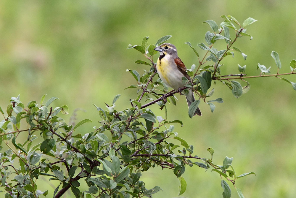 Dickcissel © Russ Chantler