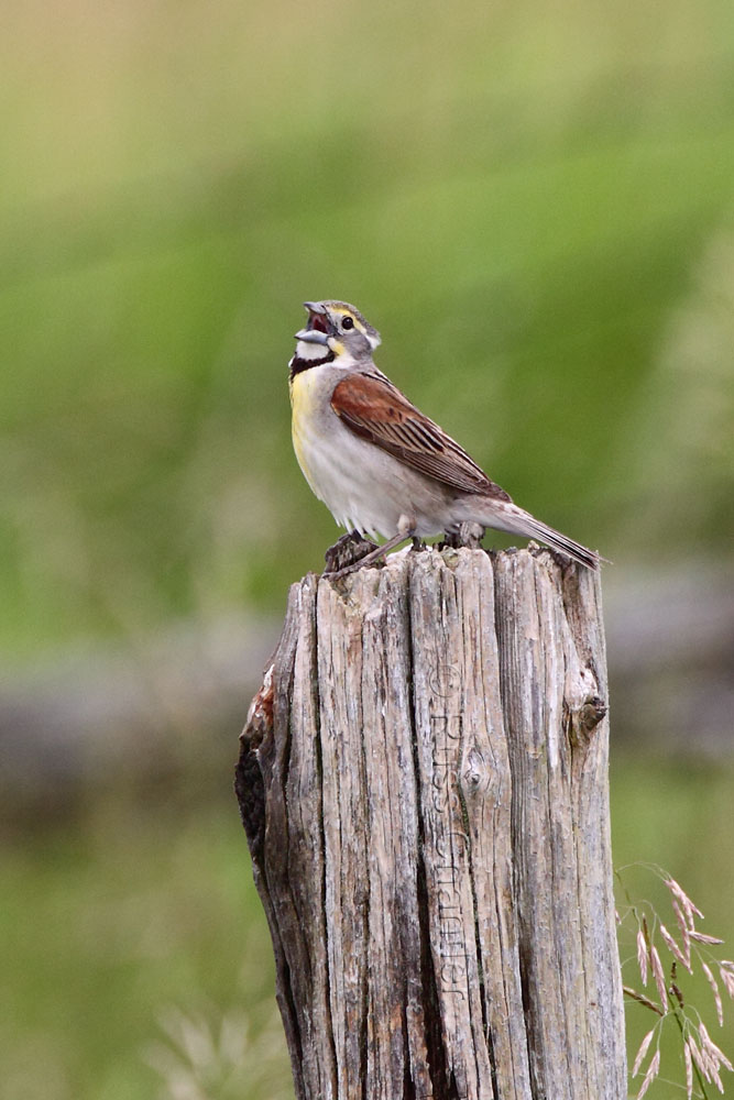 Dickcissel © Russ Chantler