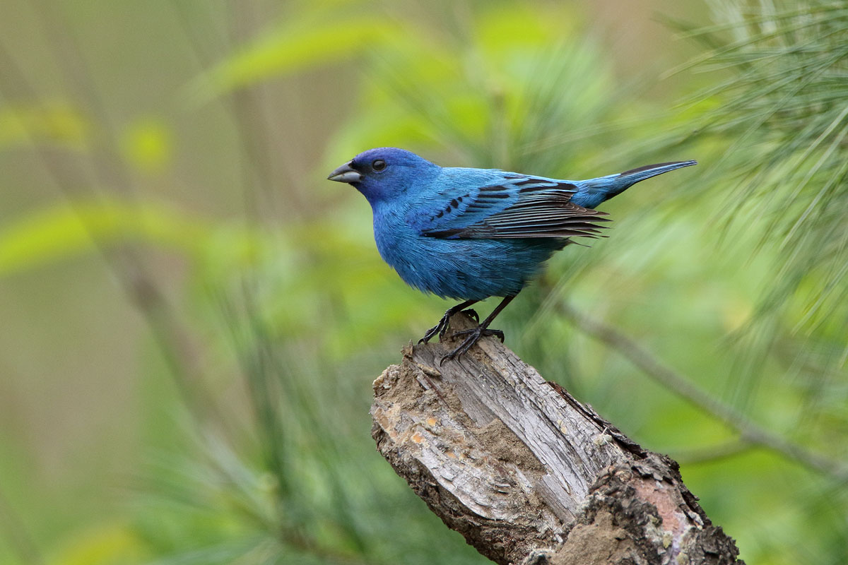 Indigo Bunting © Russ Chantler