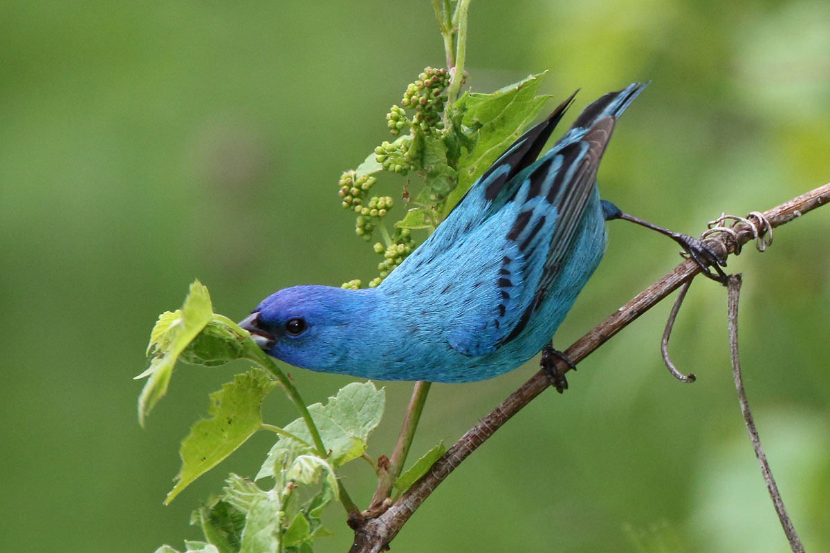 Indigo Bunting © Russ Chantler