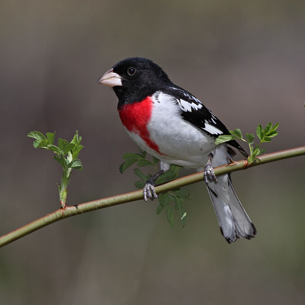 Rose-breasted Grosbeak © Russ Chantler