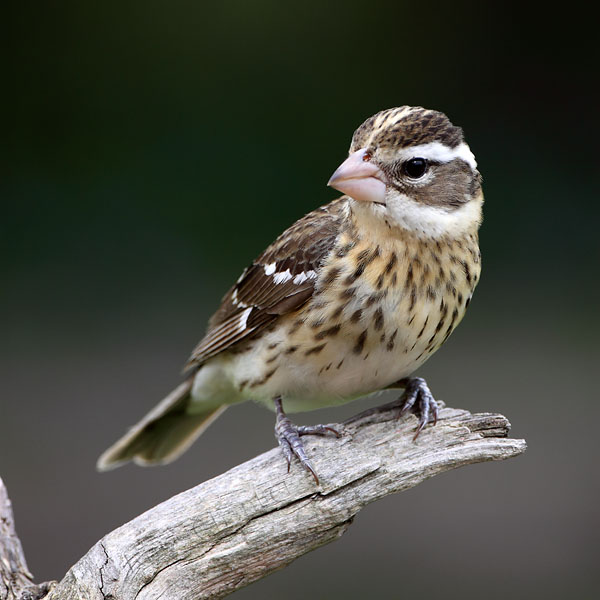 Rose-breasted Grosbeak © Russ Chantler