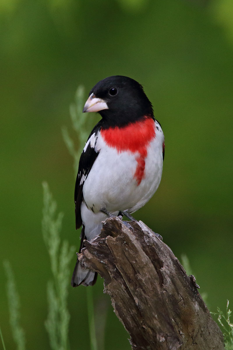 Rose-breasted Grosbeak © Russ Chantler