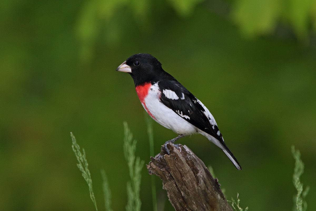 Rose-breasted Grosbeak © Russ Chantler