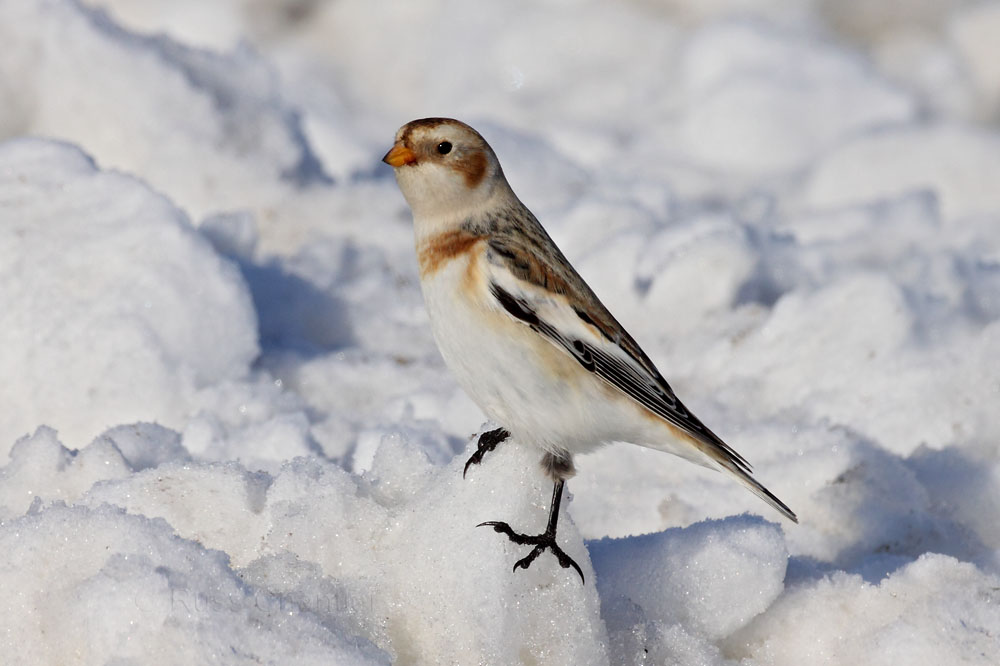 Snow Bunting © Russ Chantler