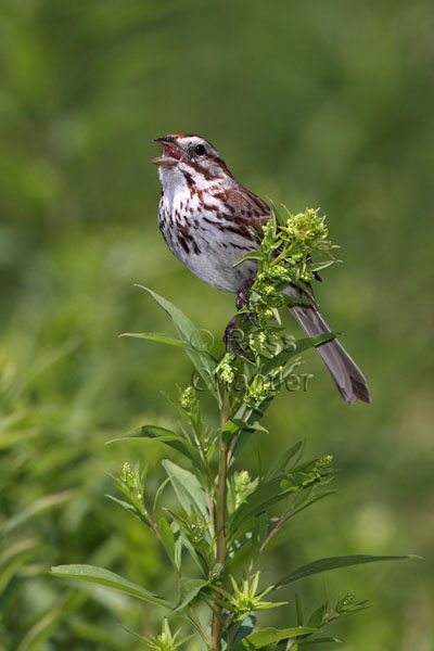 Song Sparrow © Russ Chantler