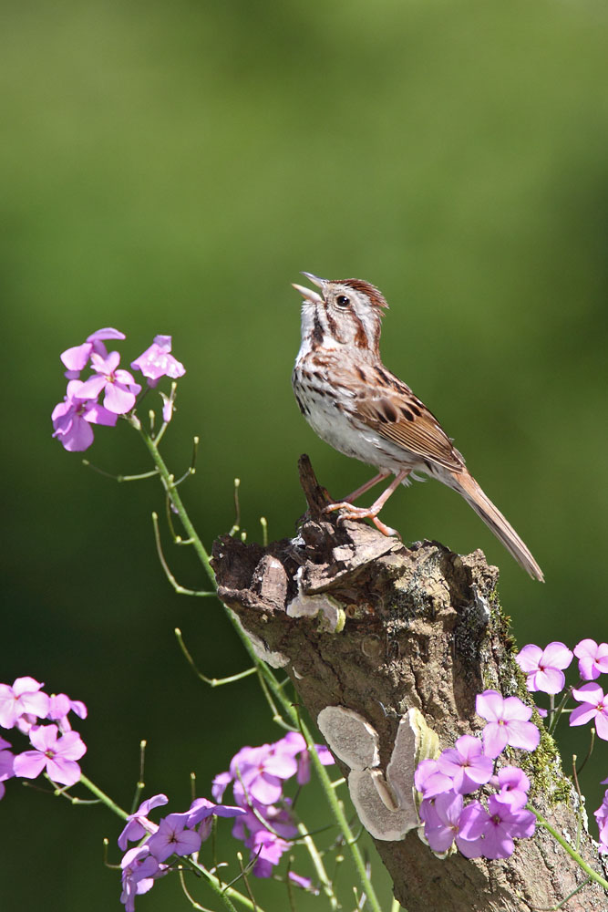 Song Sparrow © Russ Chantler