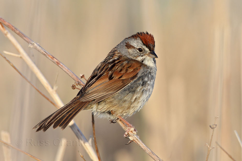 Swamp Sparrow © Russ Chantler