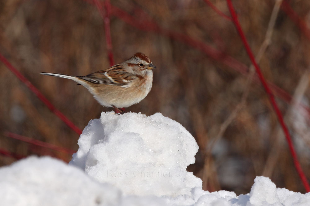 Tree Sparrow © Russ Chantler