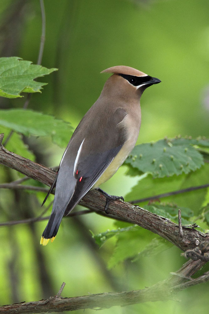 Cedar Waxwing © Russ Chantler