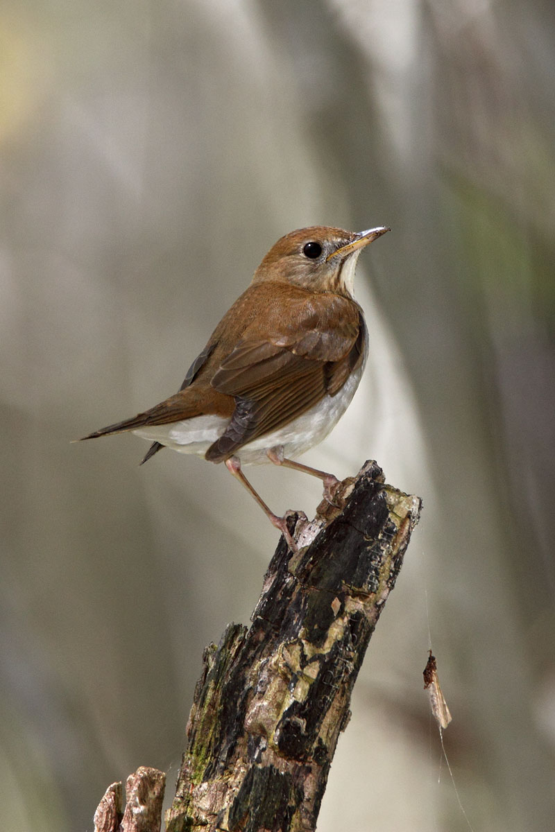 Veery © Russ Chantler