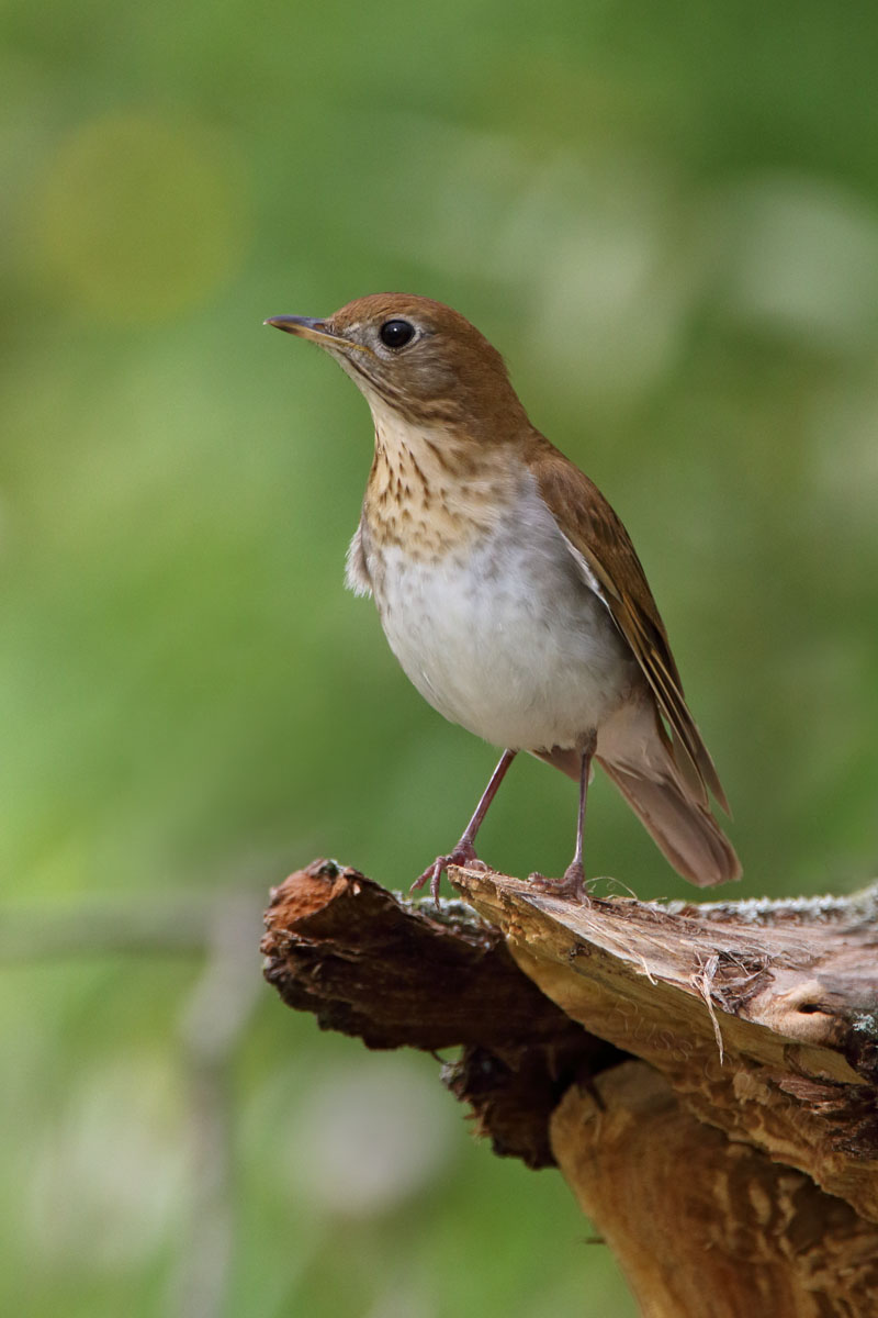 Veery © Russ Chantler