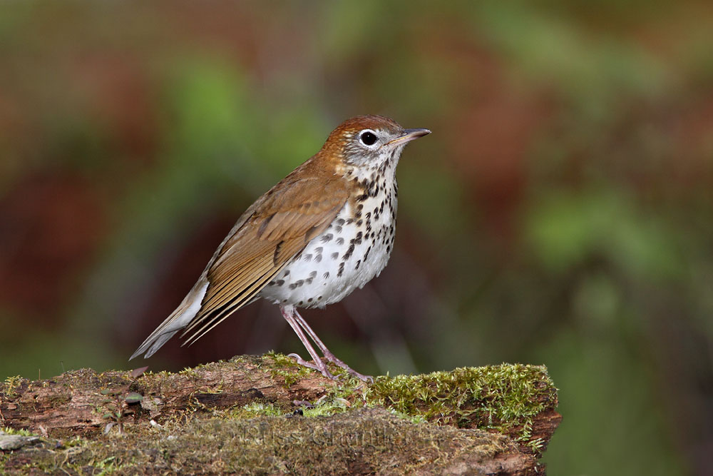 Wood Thrush © Russ Chantler