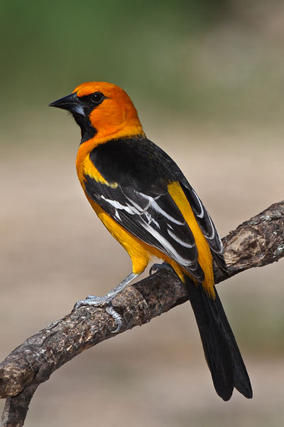 Altamira Oriole © Russ Chantler